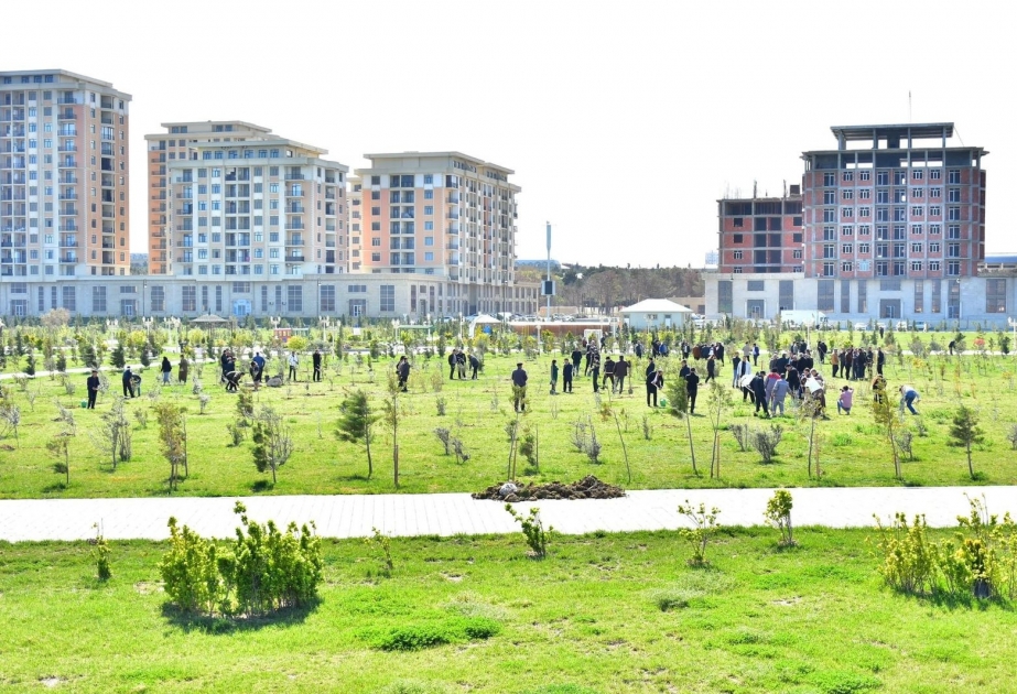 Sumqayıtın mədəniyyət işçiləri 500 zeytun fidanı əkib