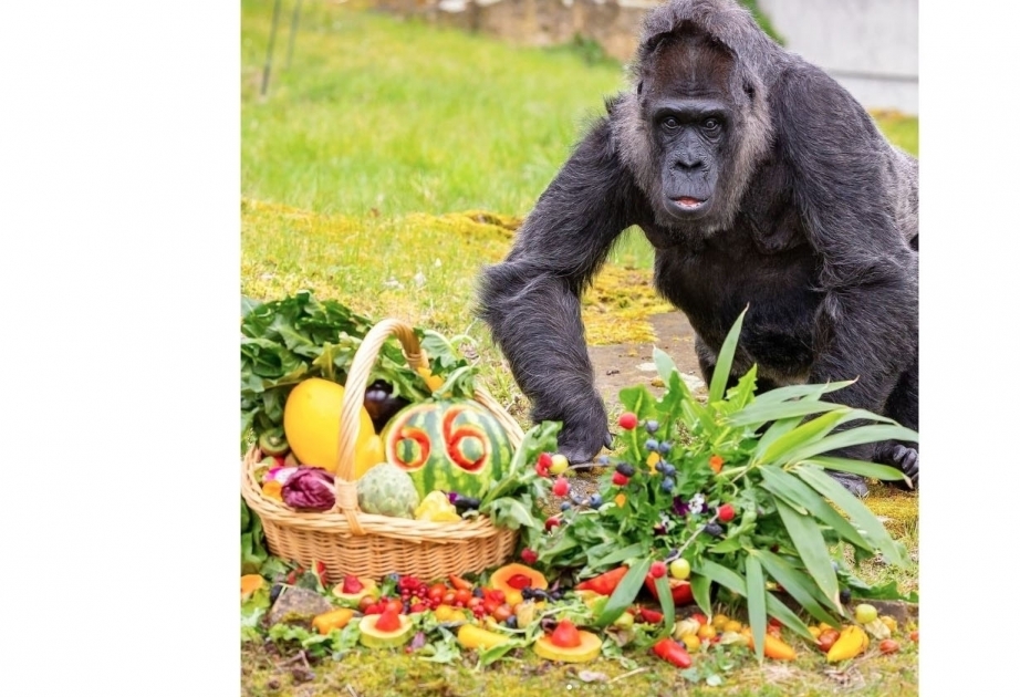 Fatou fête ses 66 ans au zoo de Berlin