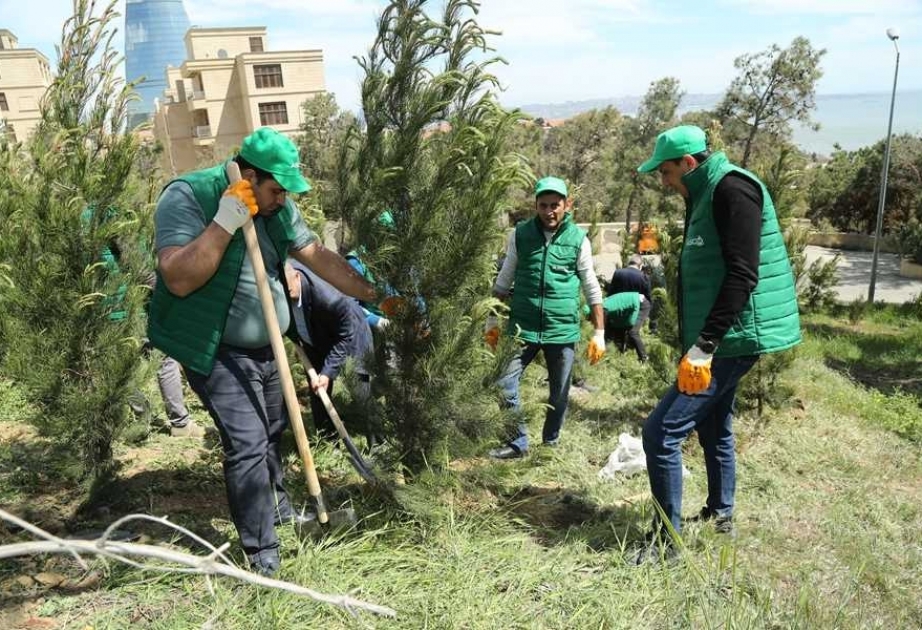 ASCO əməkdaşları ağacəkmə aksiyasında iştirak ediblər