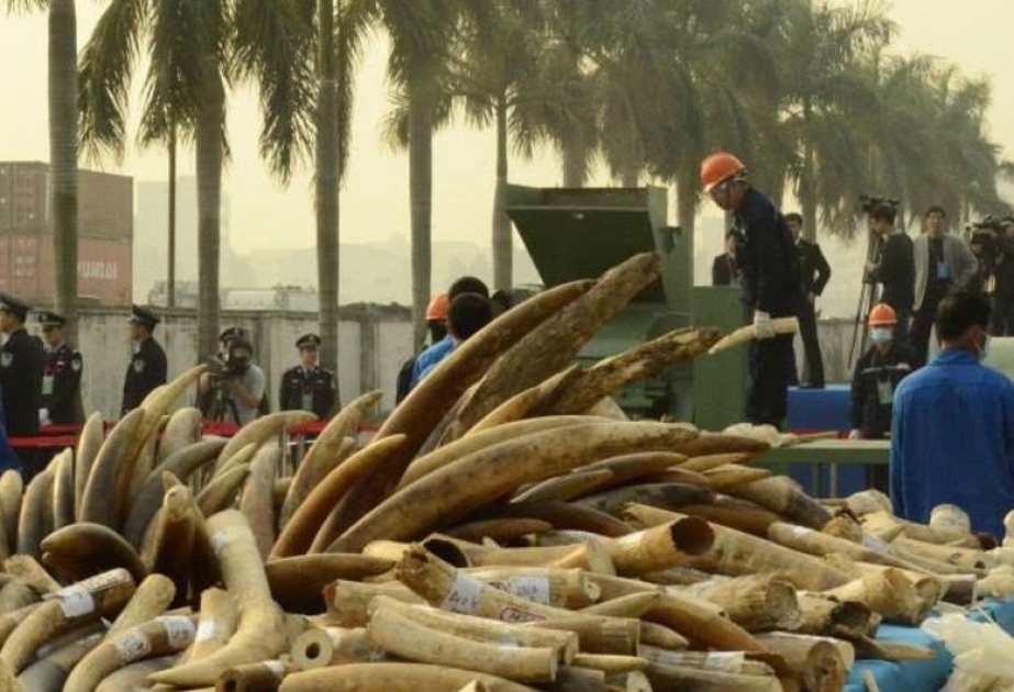 В порту Вьетнама конфискована партия слоновой кости