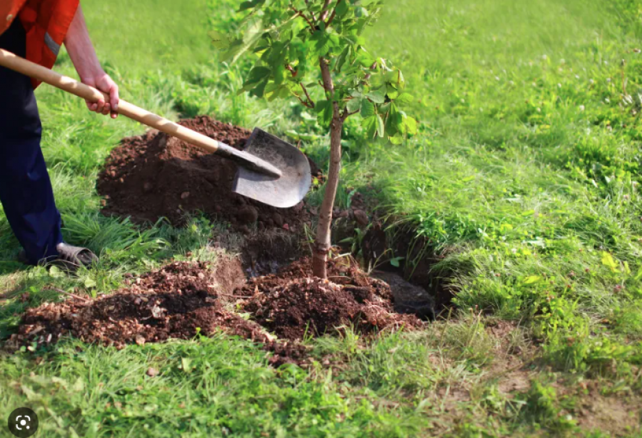 Este año se llevarán a cabo trabajos de reforestación en una superficie de casi 100 hectáreas en Karabaj y Zangazur Oriental