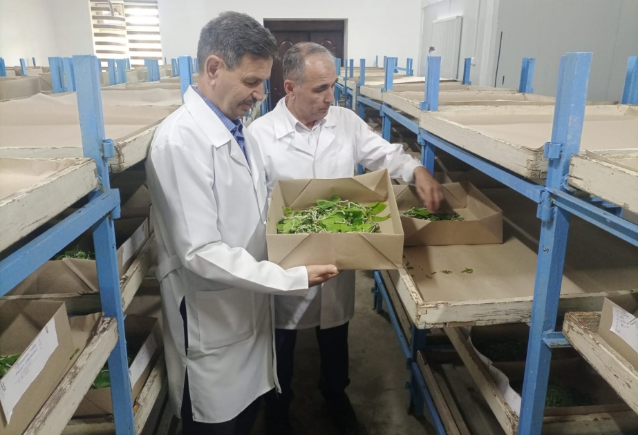 Şəki Regional Elmi Mərkəzi ilə Özbəkistanın İpəkçilik İnstitutu arasında əlaqələr genişlənir