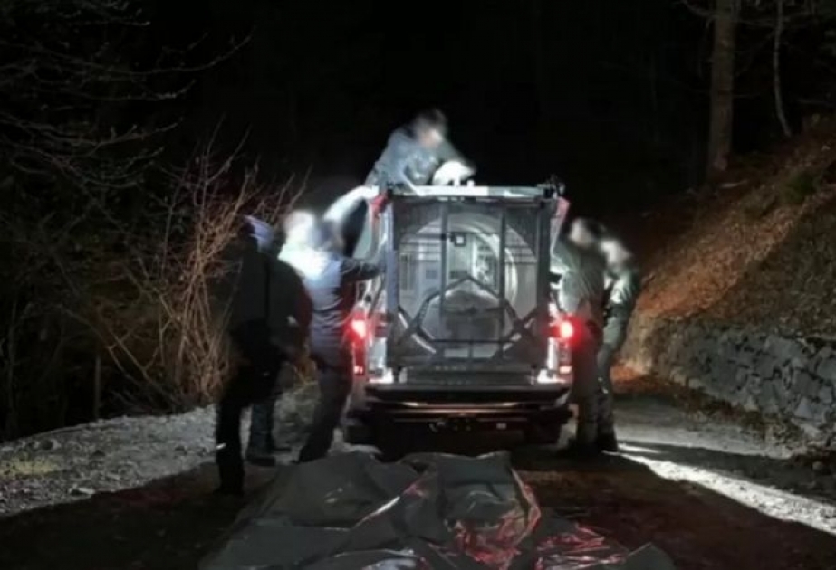 В Италии поймана медведица, убившая человека на пробежке