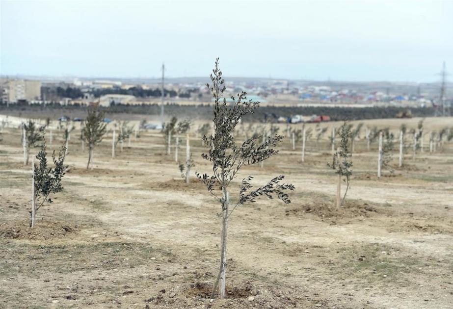 Dövlət Neft Fondu əməkdaşları Müşfiqabad qəsəbəsində ağacəkmə aksiyasında iştirak ediblər