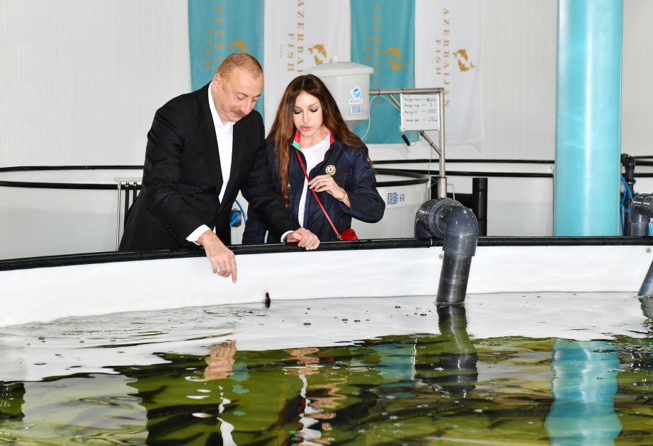 Neftçalanın Yenikənd kəndində “Azerbaijan Fish Farm” MMC-nin Nərə Damazlıq Təsərrüfatında yaradılan şəraitlə tanışlıq YENİLƏNİB VİDEO