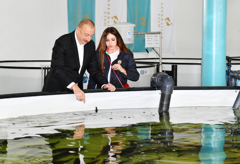 Ilham Aliyev et Mehriban Aliyeva prennent connaissance du processus de production de la station de reproduction des esturgeons «Azerbaijan Fish Farm» à Neftchala  VIDEO