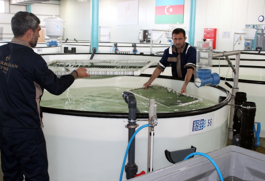 “Azerbaijan Fish Farm”də istehsal olunan məhsullar xarici ölkələrə də ixrac edilir  FOTO VİDEO