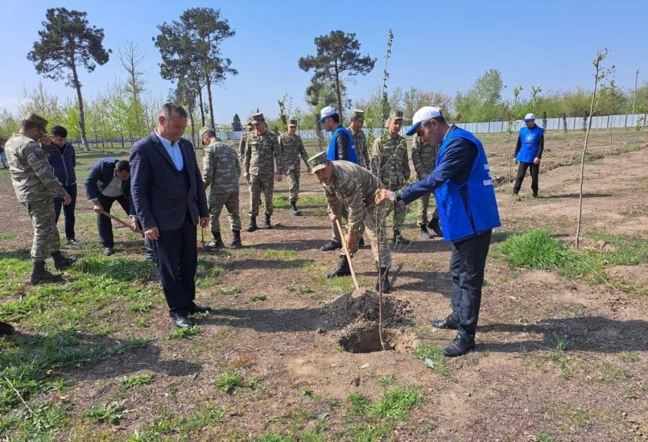 YAP-ın yerli təşkilatları ağacəkmə kampaniyasını davam etdirir
