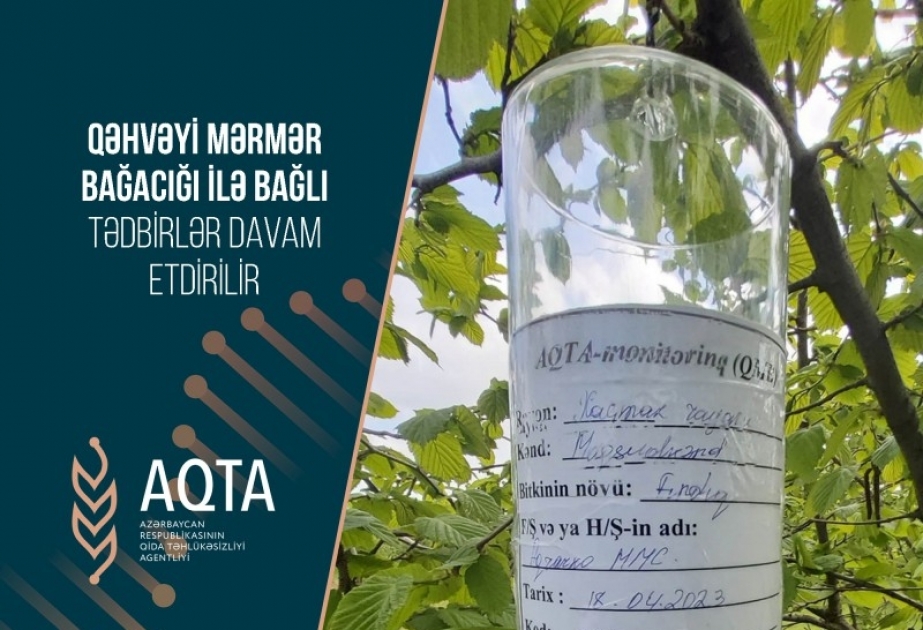 Qusar və Xaçmaz rayonlarında qəhvəyi mərmər bağacığı ilə əlaqədar monitorinqlər aparılıb