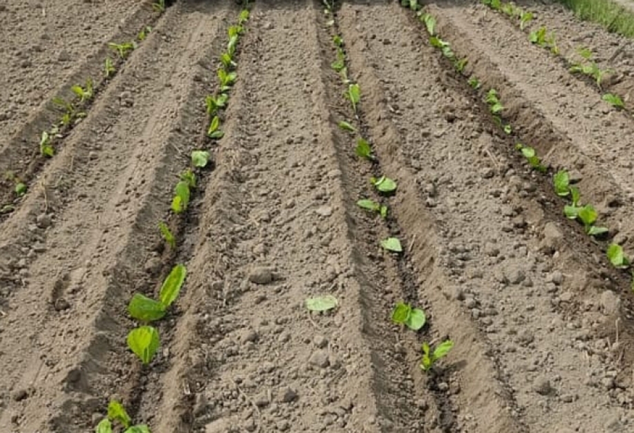 Bu il Qaxda 450,5 hektar sahədə tütün əkini proqnozlaşdırılır