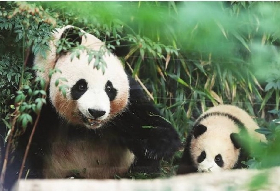 Çin dostluq elçisi olan pandanı ABŞ-dan vətənə gətirəcək
