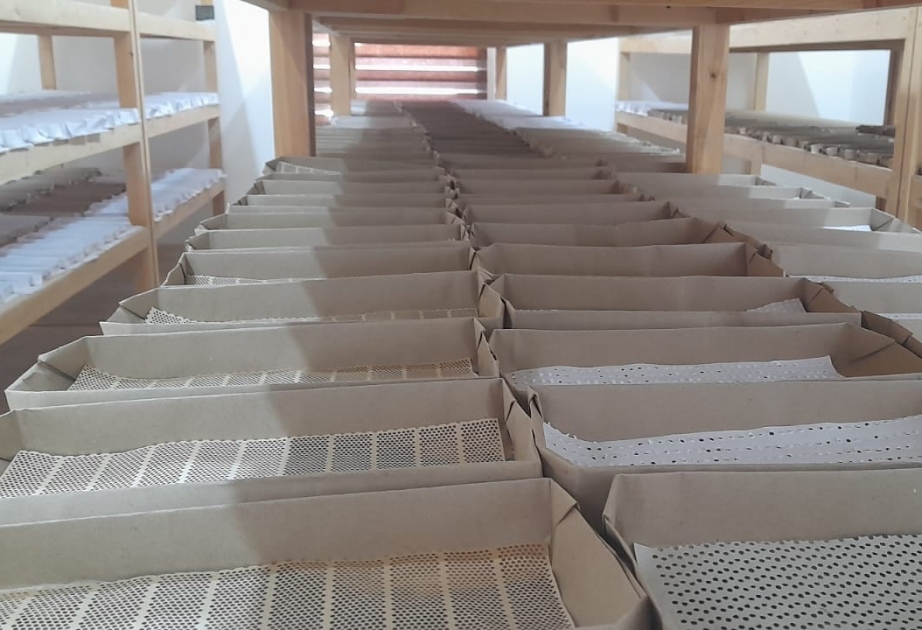 Zaqatalada yaş barama istehsalının 31 tona çatdırılması hədəflənir