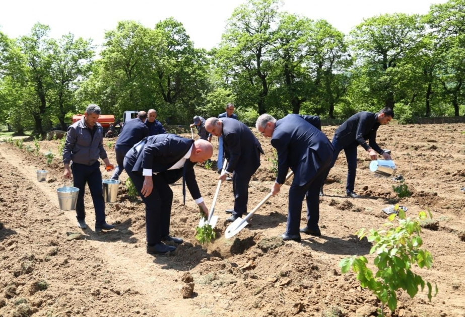 Növbəti ağacəkmə aksiyası və balıq buraxılışı tədbirləri keçirilib