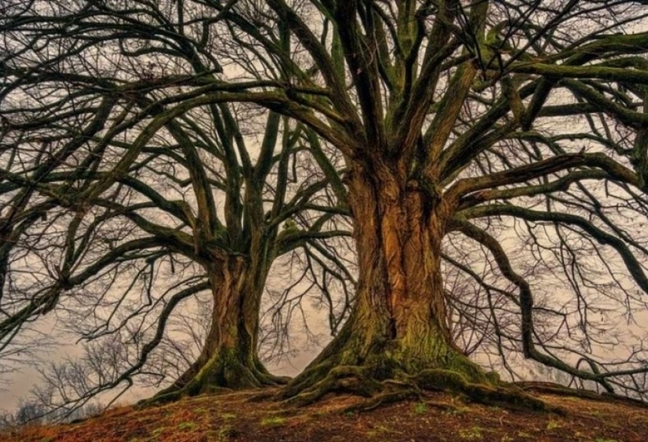 Alimlər planetin ən yaşlı ağacını tapıblar