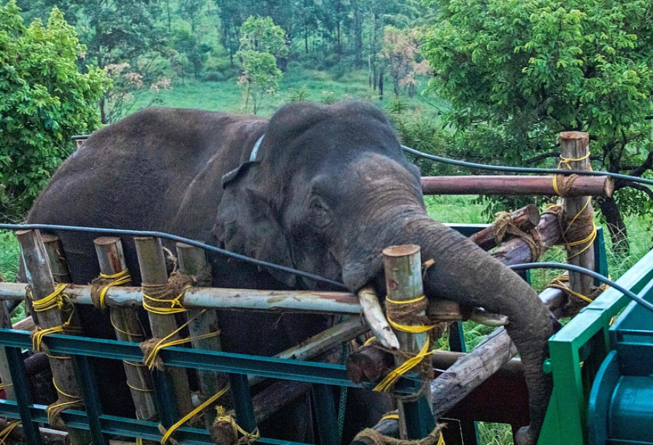 Hindistanda altı nəfəri öldürən fil “saxlanılıb”