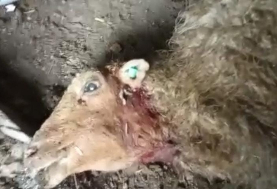 Qubada canavarlar kənd sakinlərinin qoyunlarını parçalayıb