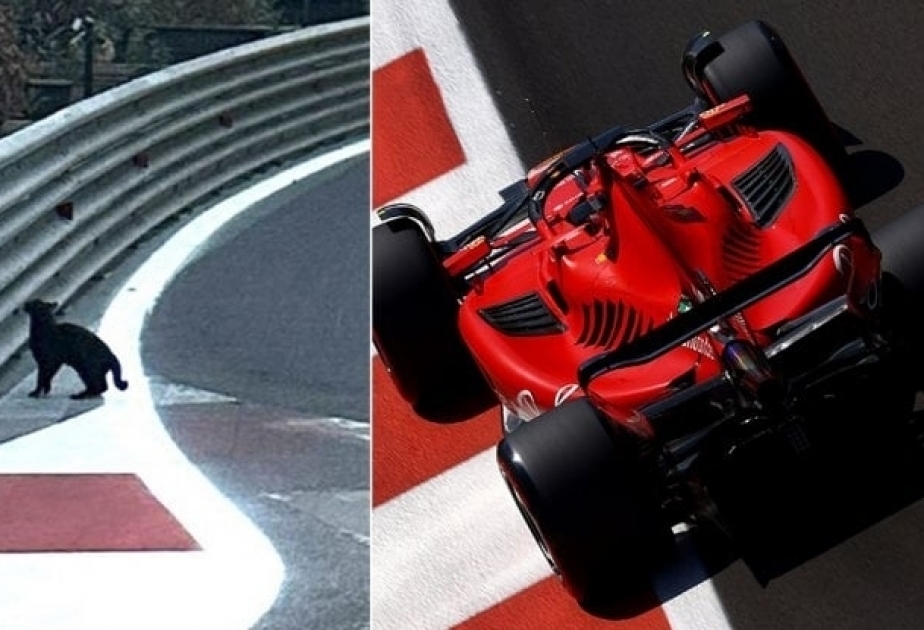 F1 Azərbaycan Qran-Prisi sprint yarışı zamanı pişiyi xilas edən Şarl Lekler təşəkkür alıb