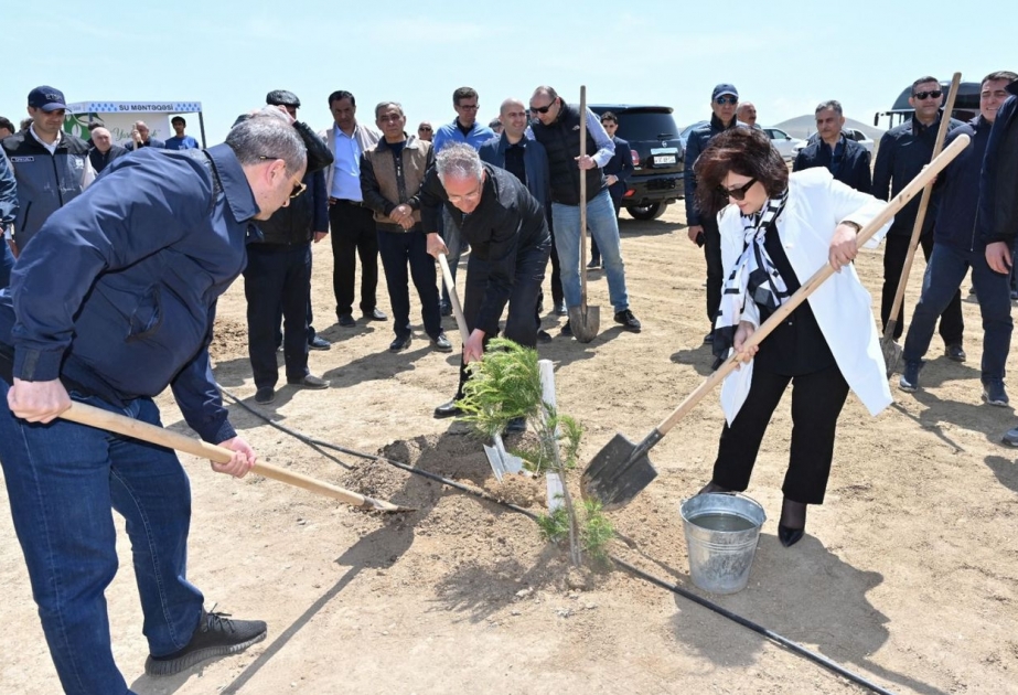 Milli Məclis Ulu Öndərin 100 illiyi münasibətilə yaşıllaşdırma aksiyası təşkil edib