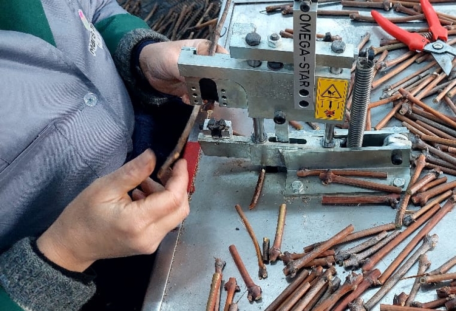 Şamaxı Üzüm Tingçilik Mərkəzində 500 min ədəd yerli sort calaq ting istehsal olunacaq