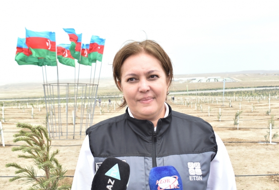 Umayra Tağıyeva: Ağacəkmə aksiyaları ümumxalq hərəkatına çevrilib