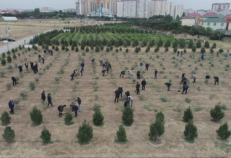 “Azərsu” ağacəkmə aksiyası keçirib