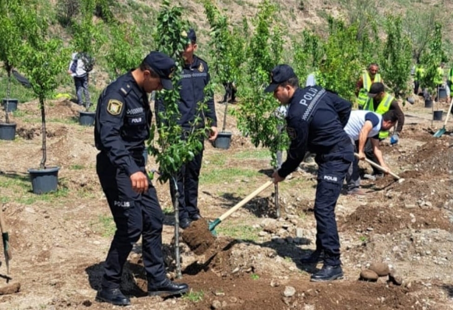 Laçında polislər Ulu Öndərin xatirəsinə həsr olunan ağacəkmə aksiyası keçiriblər