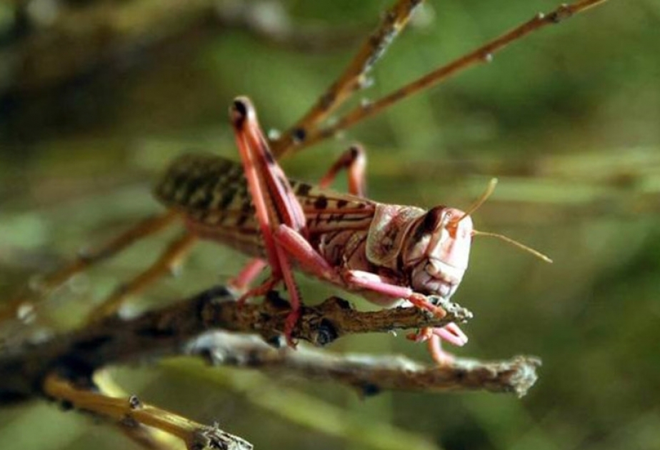 FAO warns of potentially devastating Moroccan Locust outbreak in Afghanistan’s wheat basket