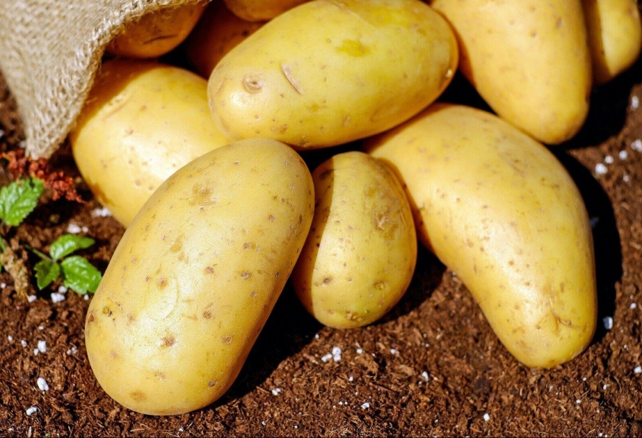 Богатый калием молодой картофель полезен пожилым людям