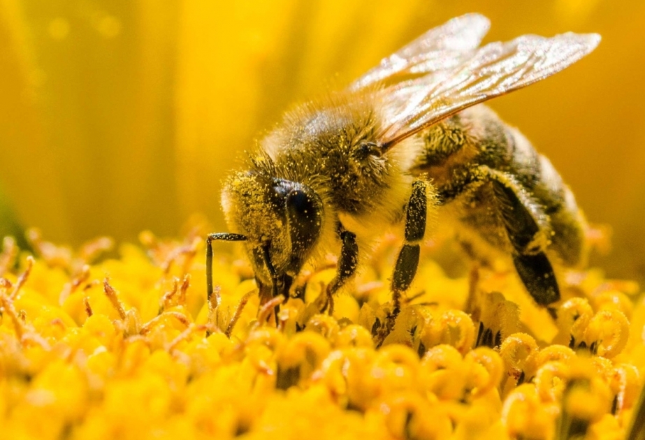 World Bee Day 2023: Bees and pollinators need responsible agriculture that supports their role in nature
