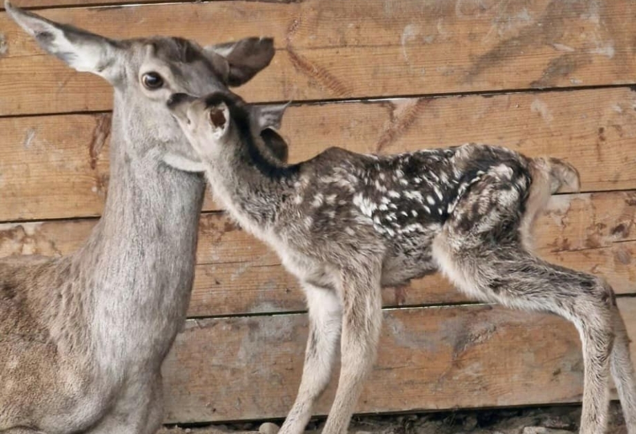Nace un cervatillo noble en el Parque Nacional de Shahdagh