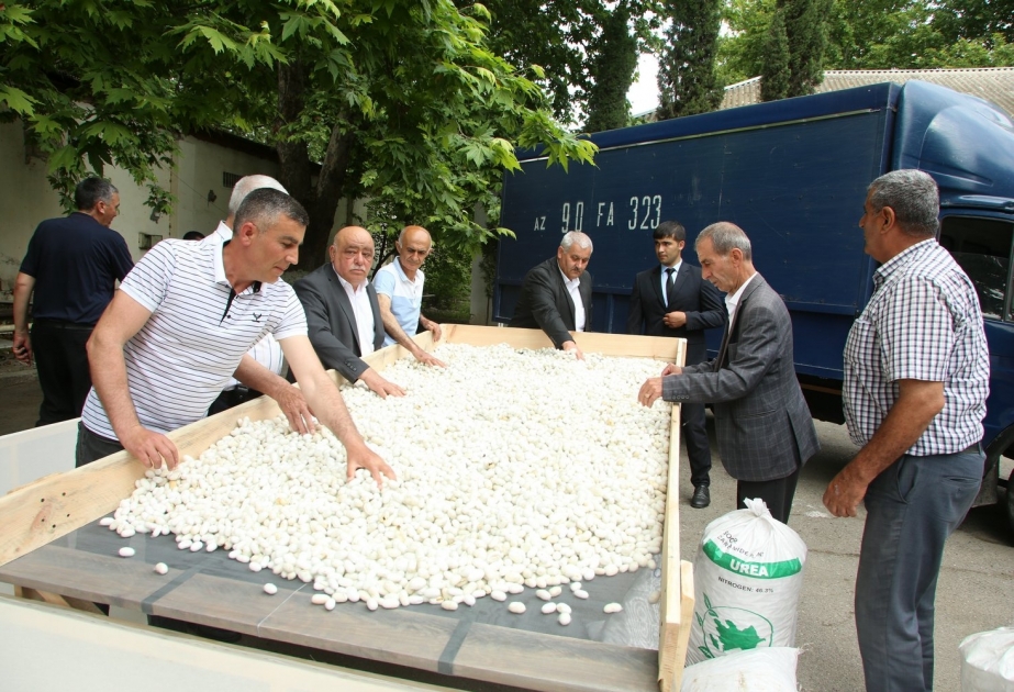 Ağcabədi kümçüləri mövsümün ilk günündə 957 kiloqram barama təhvil veriblər