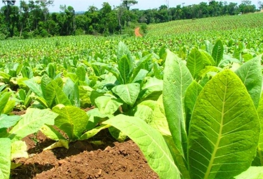 OMS exige el fin de las subvenciones a la producción de tabaco