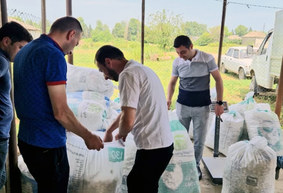 Lənkəranda yetişdirilən baramanın ilkin tədarükünə başlanılıb