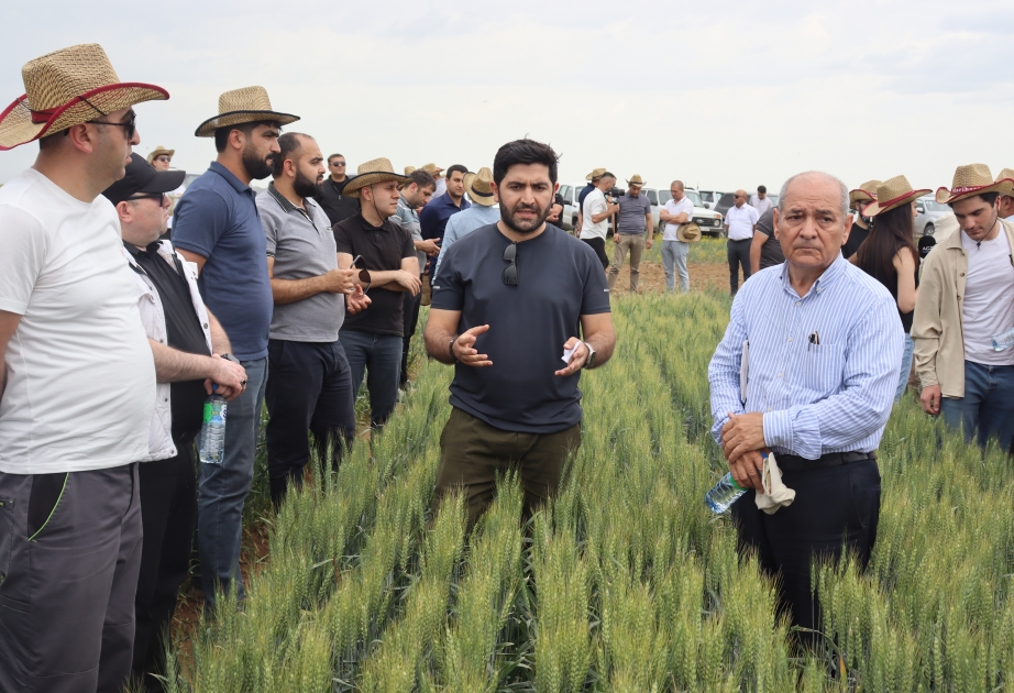®  “Agro Dairy” MMC-nin Samux/Tovuz ərazilərində “Payızlıq dənli bitkilərin toxumçuluğu üzrə açıq qapı günü” keçirilib