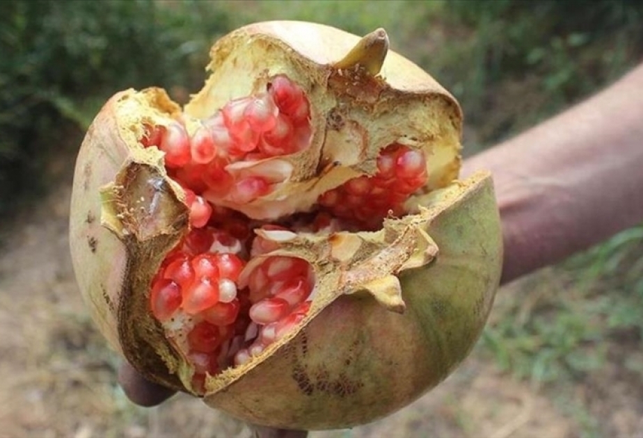 EU adds pomegranate from southeastern Türkiye to list of protected designation of origin