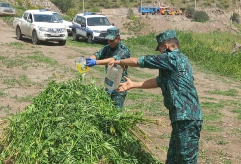 Laçında yabanı halda bitən çətənə kolları məhv edilib