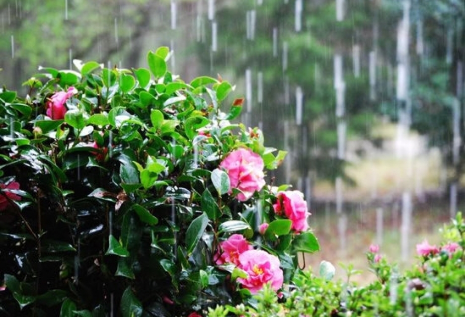 Sabah hava paytaxtda yağmursuz, bəzi bölgələrdə isə yağıntılı olacaq