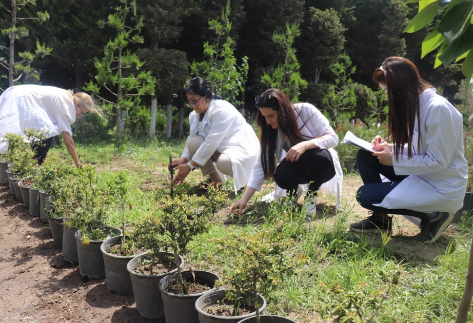Dendrologiya İnstitutunun əməkdaşları təcrübə sahəsində tədqiqat aparıblar