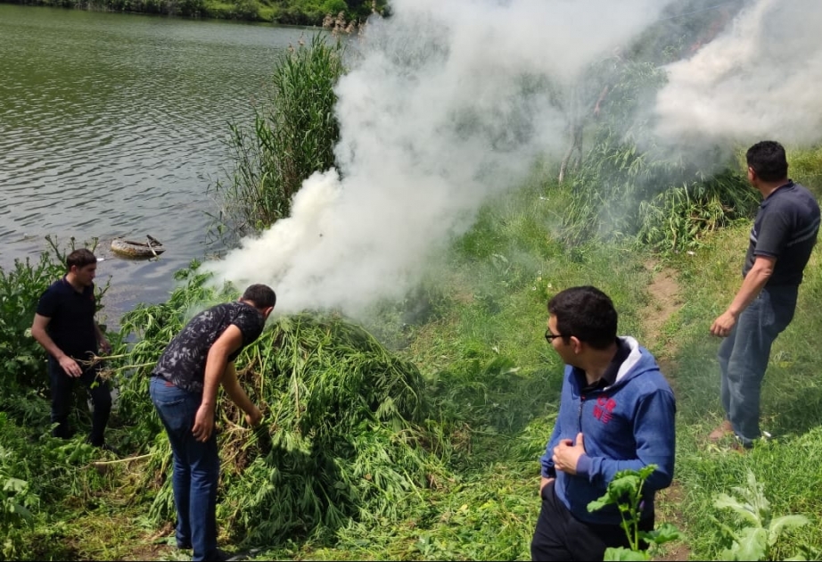 Qazaxda çətənə kolları məhv edilib