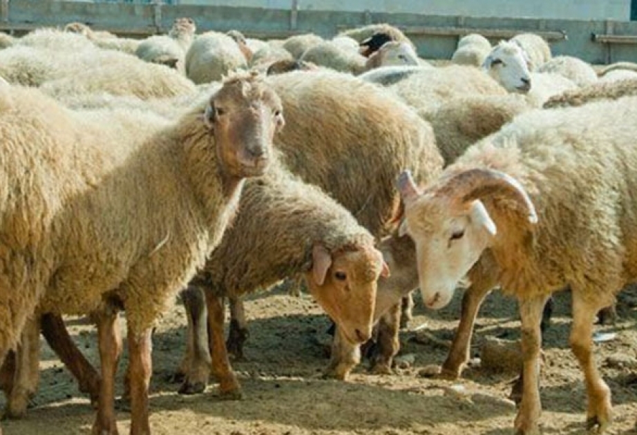 Masallıda xırdabuynuzlu heyvan oğrusu saxlanılıb