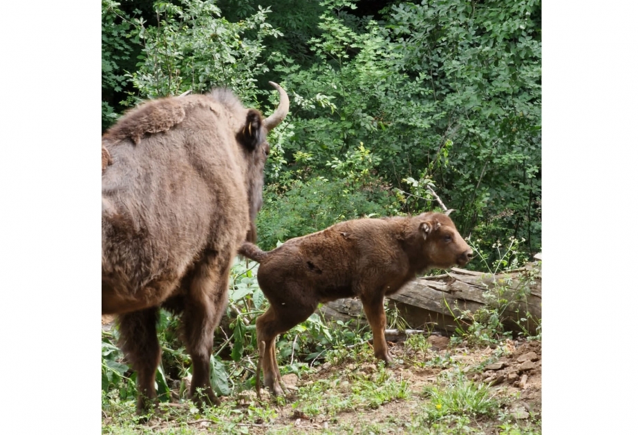 Trois bisons sont nés dans le Parc national de Chahdagh