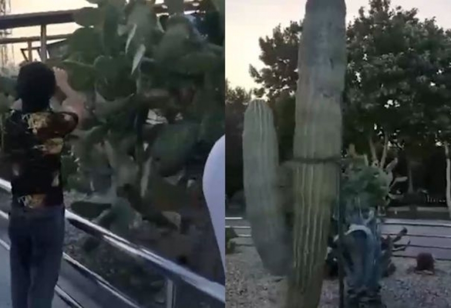 Milli Parkda kaktusların kəsilməsi ilə bağlı hüquq-mühafizə orqanlarına müraciət olunub