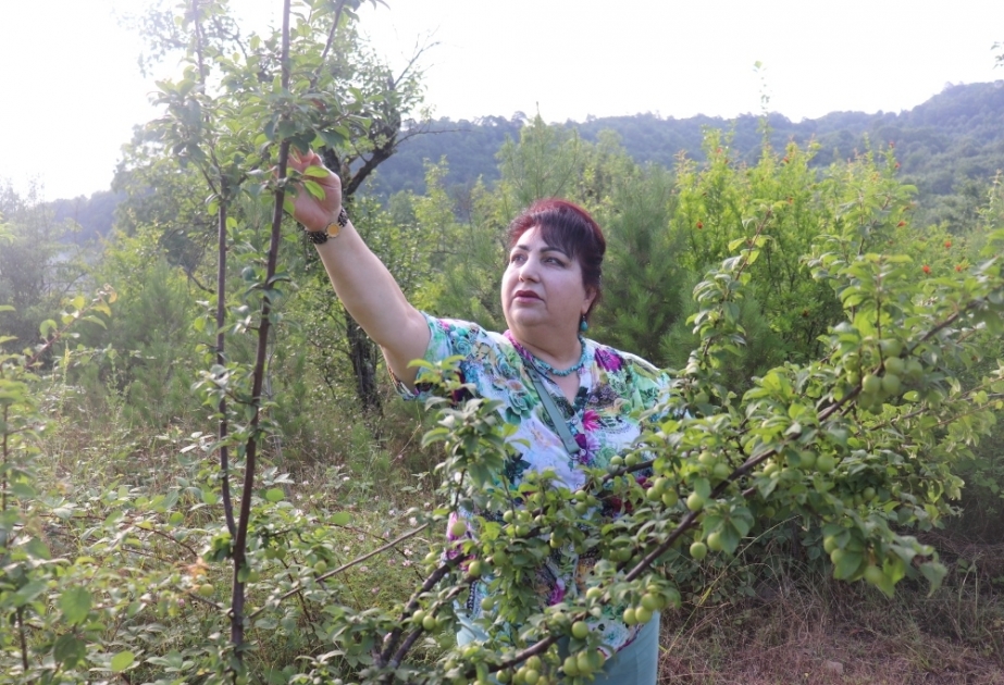 Dendrologiya İnstitutunun əməkdaşları Hirkan Milli Parkının bitki örtüyünü tədqiq ediblər
