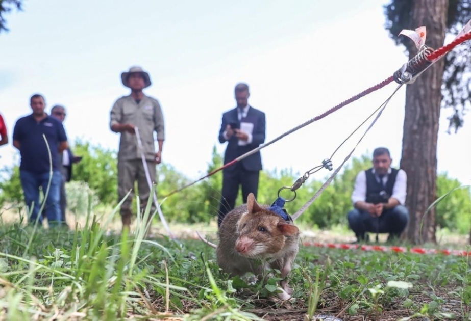 Azad olunan ərazilərdə minatəmizləmə əməliyyatlarında siçovullardan da istifadə ediləcək  FOTO
