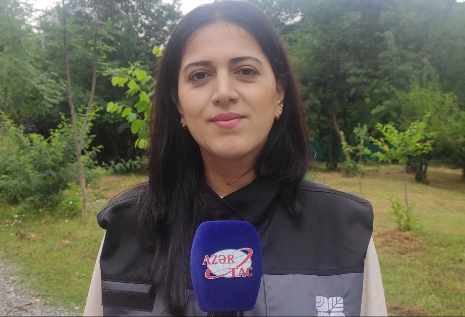 Arzu Babayeva: Son günlərdə maralların sayında artım müşahidə olunur