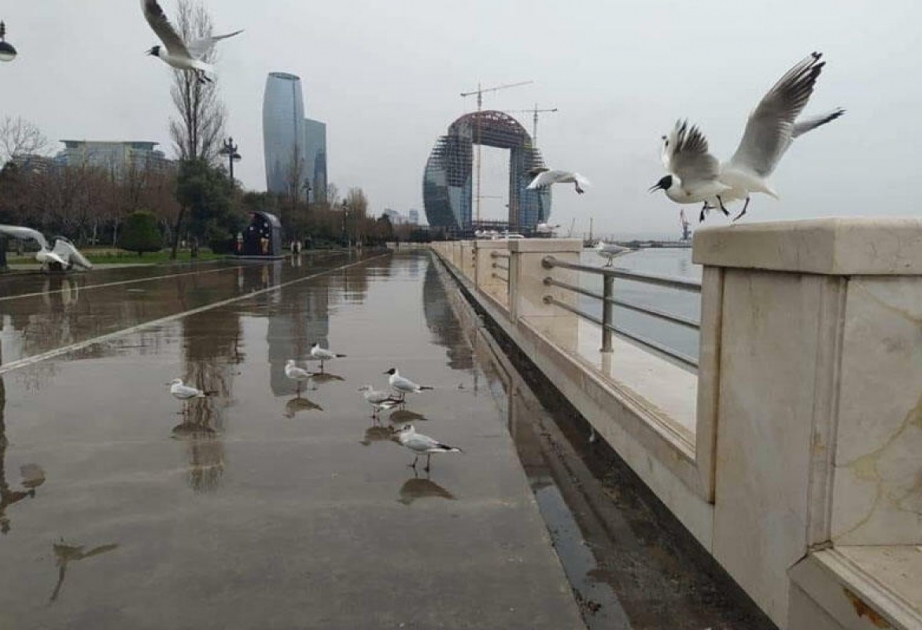 Bakıda və Abşeron yarımadasının bəzi yerlərdə yağış yağacağı ehtimalı var