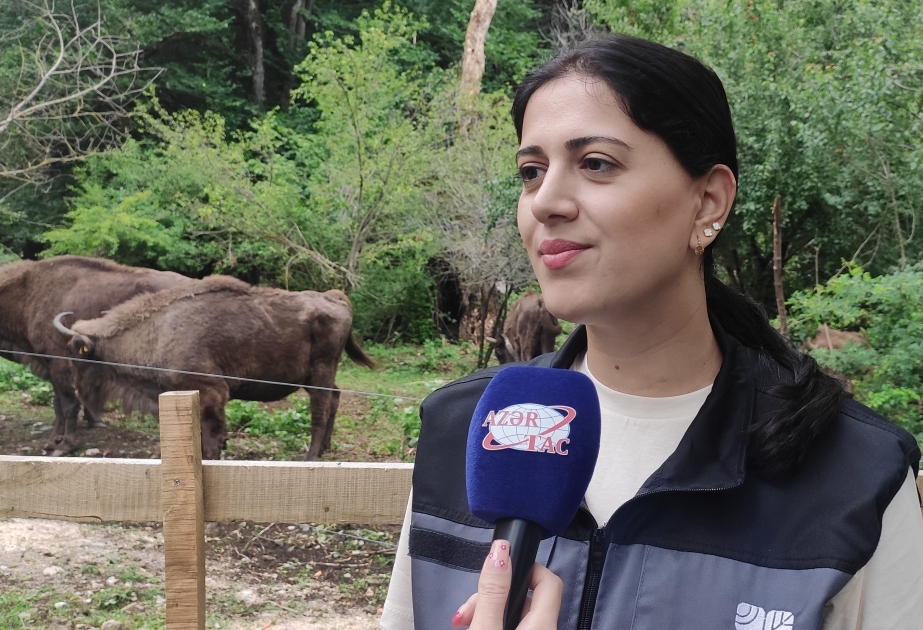 Quatre bisons sont nés dans le Parc national de Chahdagh au cours des deux dernières semaines