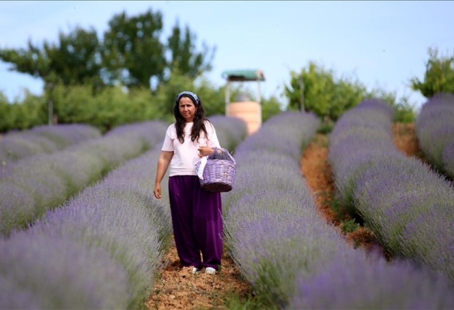 Türkiye : Les champs de lavande en fleurs à Kirklareli revêtent un manteau violet