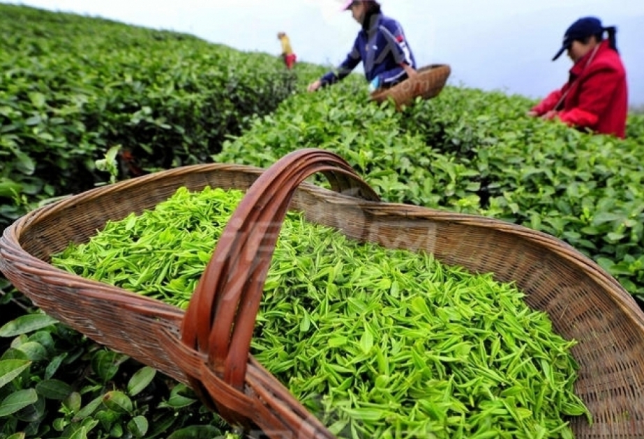 今年1-5月阿塞拜疆出口茶叶279吨