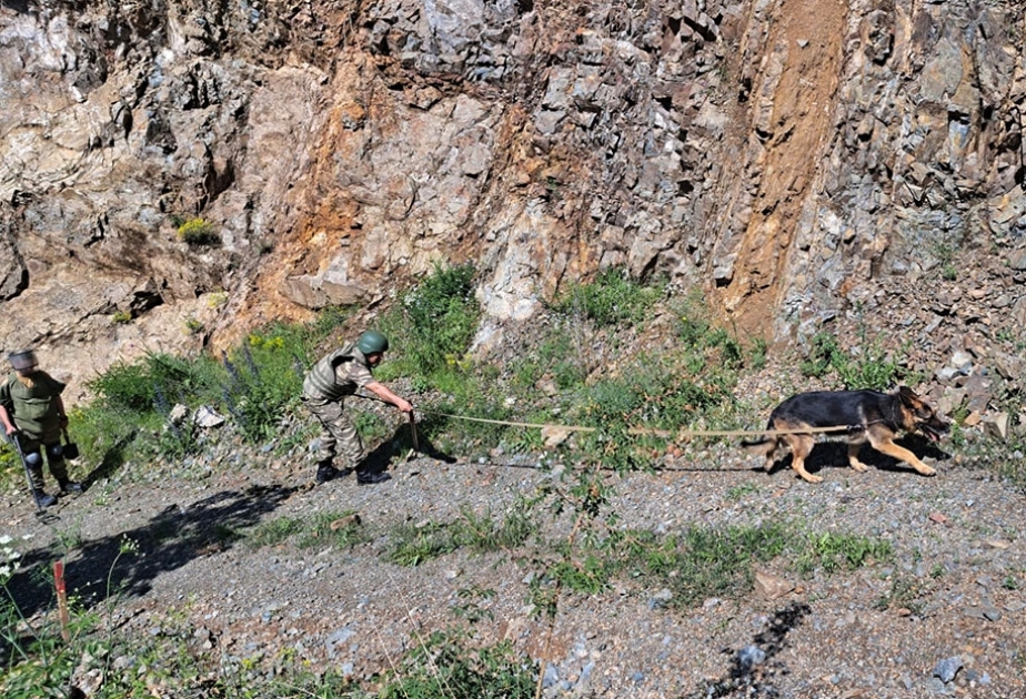 Ministry of Defense: Up to 640 hectares of land were completely cleared of mines in the liberated areas in June VIDEO